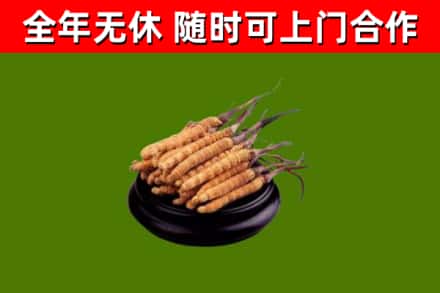韶山回收散虫草