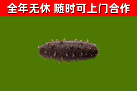 韶山回收海参干